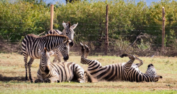 Zebras Zebras