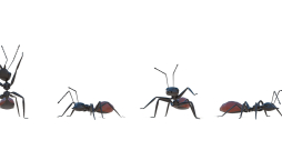 Skudras Skudras