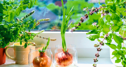 Garšaugi noder ne tikai gastronomiskiem nolūkiem, bet ir arī jauks akcents virtuves interjerā.