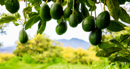 Avokado.