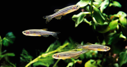 Zebras zivis (Danio rerio),