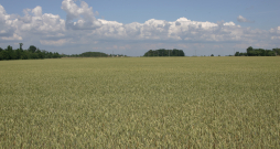 Kviešu lauks.