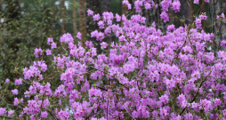 Smaillapu rododendrs – viens no agrākajiem ziedētājiem Latvijā .