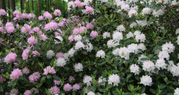 Ziedoši 'Karolīnas' šķirnes rododendri. Ziedoši 'Karolīnas' šķirnes rododendri.