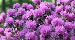 Rododendru biezlapu slimība atrasta uz vairākām šķirnēm, tajā skaitā arī uz populārās 'P.J.Mezitt' (attēlā redzams kaites neskarts ziedošs krūms.) Rododendru biezlapu slimība atrasta uz vairākām šķirnēm, tajā skaitā arī uz populārās 'P.J.Mezitt' (attēlā redzams kaites neskarts ziedošs krūms.)