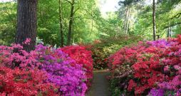 Japānas acālijas Brēmenes rododendru parkā. Japānas acālijas Brēmenes rododendru parkā.