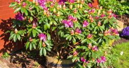 Rododendrs koka toverī.