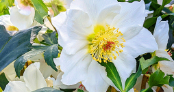 Melnā ziemziede 'Helleborus niger' Melnā ziemziede 'Helleborus niger'