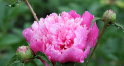 Peonijas. Peonijas.