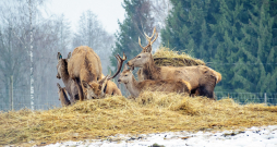 Medījamo dzīvnieku piebarošana. Medījamo dzīvnieku piebarošana.