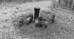 Mežacūku piebarošana. Mežacūku piebarošana.