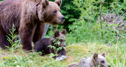 Lāču mamma ar lācēniem. Lāču mamma ar lācēniem.