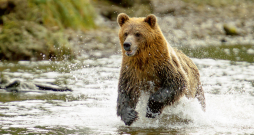 Grizlilācis, viena no brūno lāču pasugām. Tā skriešanas ātrums sasniedz 56 km/h. Grizlilācis, viena no brūno lāču pasugām. Tā skriešanas ātrums sasniedz 56 km/h.