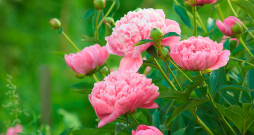 Peonijas.