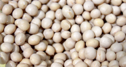 Sojas pupas. Sojas pupas.