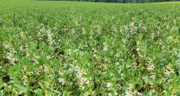 Atmosfēras slāpekļa bioakumulēšanas spēju dēļ lauka pupas tiek klasificētas kā viens no efektīvākajiem bezmaksas slāpekļa avotiem. Atmosfēras slāpekļa bioakumulēšanas spēju dēļ lauka pupas tiek klasificētas kā viens no efektīvākajiem bezmaksas slāpekļa avotiem.