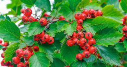 Vilkābele. Vilkābele.