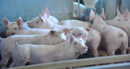 Mājas cūku turētājiem jāievēro stingri biodrošības pasākumi, lai ganāmpulkus neskartu bīstamais Āfrikas cūku mēris.