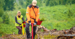 Pavasara sausumam piemērotāki būs ietvarstādi – jo kociņam saknītes jau ir kūdras substrātā, kas saglabā mitrumu.
Pavasara sausumam piemērotāki būs ietvarstādi – jo kociņam saknītes jau ir kūdras substrātā, kas saglabā mitrumu.