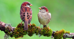 Patiesībā sievietes vērtējamas kā tā dēvētais stiprais dzimums. Patiesībā sievietes vērtējamas kā tā dēvētais stiprais dzimums.