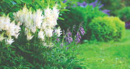 Dārzos astilbes vislabāk izksatās jauktajās ziemciešu dobēs. Dārzos astilbes vislabāk izksatās jauktajās ziemciešu dobēs.