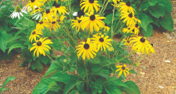 Salivena rudbekija 'Goldsturm'. 