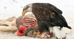 Tā kā plēsīgie putni barojas ar nomedīto dzīvnieku atliekām, tie savā organismā uzņem arī lielākas un mazākas svina munīcijas daļiņas. Tā kā plēsīgie putni barojas ar nomedīto dzīvnieku atliekām, tie savā organismā uzņem arī lielākas un mazākas svina munīcijas daļiņas.