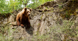 Kā liecina jaunākais Rumānijas Vides ministrijas veiktais pētījums, šo lielo dzīvnieku populācija ir mērāma līdz 8000 īpatņu robežās.
