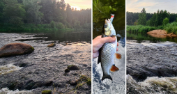 Pirmais, ko Gaujā meklēju, – krāces. Man ļoti patīk sapalus ķert straujās krācēs, jo ņēmiena brīdi nevar nejust. Tas blieziens kātā ir neaprakstāms, spēcīgs, dusmīgs. Pirmais, ko Gaujā meklēju, – krāces. Man ļoti patīk sapalus ķert straujās krācēs, jo ņēmiena brīdi nevar nejust. Tas blieziens kātā ir neaprakstāms, spēcīgs, dusmīgs.