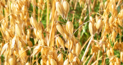 Bioloģiskās auzas 'Laima'.