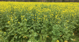 Eļļas rutks + sinepes, izsējas norma 10+10 kg/ha, 70 dienas pēc iesēšanas 22.10. ZS "Lielvaicēni."