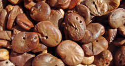 Sabojātas cūku pupas. Sabojātas cūku pupas.