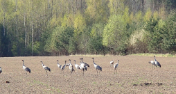 Ziemāju lauks.