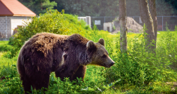 Rumānijā lāči ēdamā meklējumos nāk aizvien tuvāk apdzīvotām vietām. Rumānijā lāči ēdamā meklējumos nāk aizvien tuvāk apdzīvotām vietām.