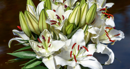 Lilijas. Lilijas.