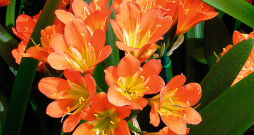 Ziedoša klīvija. Ziedoša klīvija.