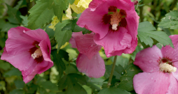 Hibisks jeb Ķīnas roze. Hibisks jeb Ķīnas roze.