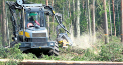 No jauna iestādītais mežs tikai pēc vairāk nekā desmit gadiem spēs kompensēt veco mežu ciršanas laikā atbrīvoto oglekli. No jauna iestādītais mežs tikai pēc vairāk nekā desmit gadiem spēs kompensēt veco mežu ciršanas laikā atbrīvoto oglekli.