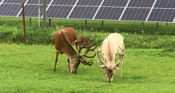 Modernās saimniecībās ir gan izcili bioloģiski audzēti dzīvnieki, gan bezizmešu enerģija no Saules.