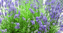 Lavanda.