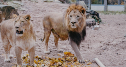 Rīgas zoo Āfrikas lauvu tēviņš Kali svin desmito dzimšanas dienu. Rīgas zoo Āfrikas lauvu tēviņš Kali svin desmito dzimšanas dienu.