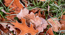 Rudens.