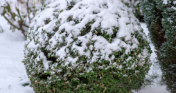 Pēdējos gados tie paši bukši, kas dārzos un kapos nīkuļoja, tagad jūtas lieliski.