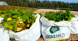 "Rīgas meži" pievienojušies Eiropas iniciatīvai par trīs miljardu koku iestādīšanu. Attēlā - bērzu stādi Tīreļu mežniecībā. "Rīgas meži" pievienojušies Eiropas iniciatīvai par trīs miljardu koku iestādīšanu. Attēlā - bērzu stādi Tīreļu mežniecībā.