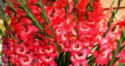 Gladiolas. Gladiolas.
