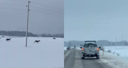 Mednieku sabiedrība šokā. Nofilmē, kā no braucoša auto šauj briežus.