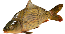 Zivis ir lielisks olbaltumvielu, mikroelementu, vitamīnu, omega-3 taukskābju avots. Zivis ir lielisks olbaltumvielu, mikroelementu, vitamīnu, omega-3 taukskābju avots.