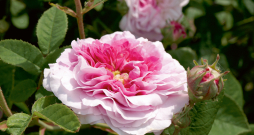 ‘Bérénice’ ‘Bérénice’