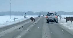Notikušais ticis nofilmēts un video izplatīts sociālajos tīklos un plašsaziņas līdzekļos.
