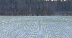 Ziemāju lauks.